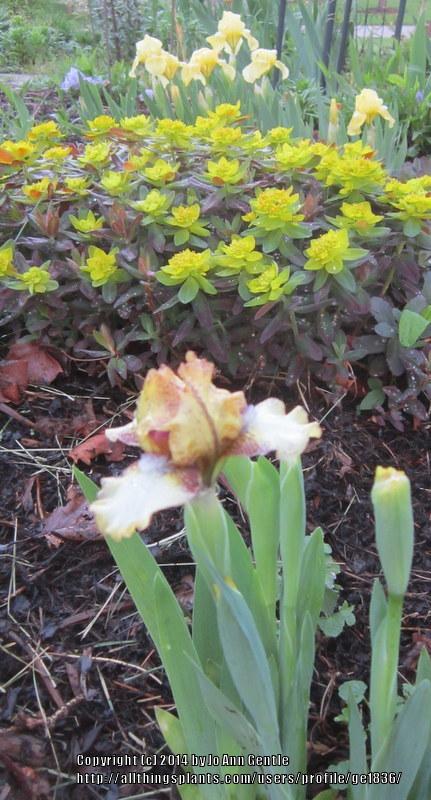 Photo of Standard Dwarf Bearded Iris (Iris 'Look Inside') uploaded by ge1836