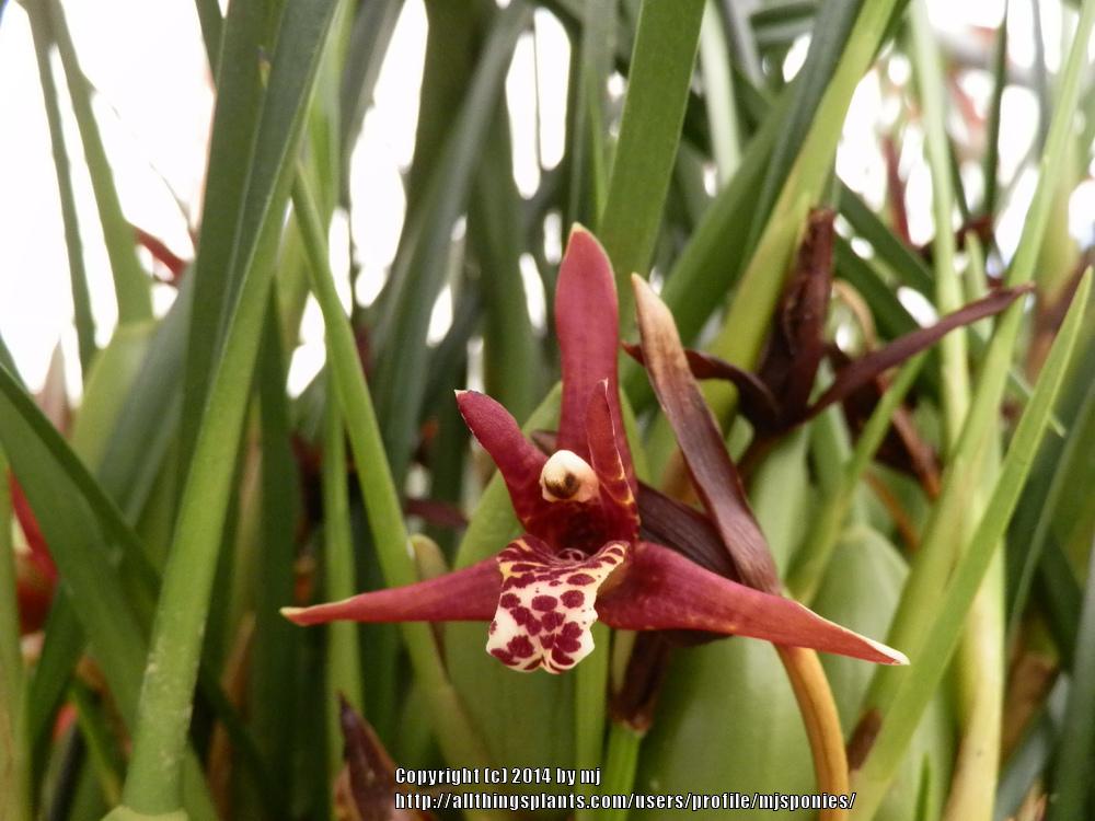 Photo of Coconut Orchid (Maxillaria tenuifolia) uploaded by mjsponies
