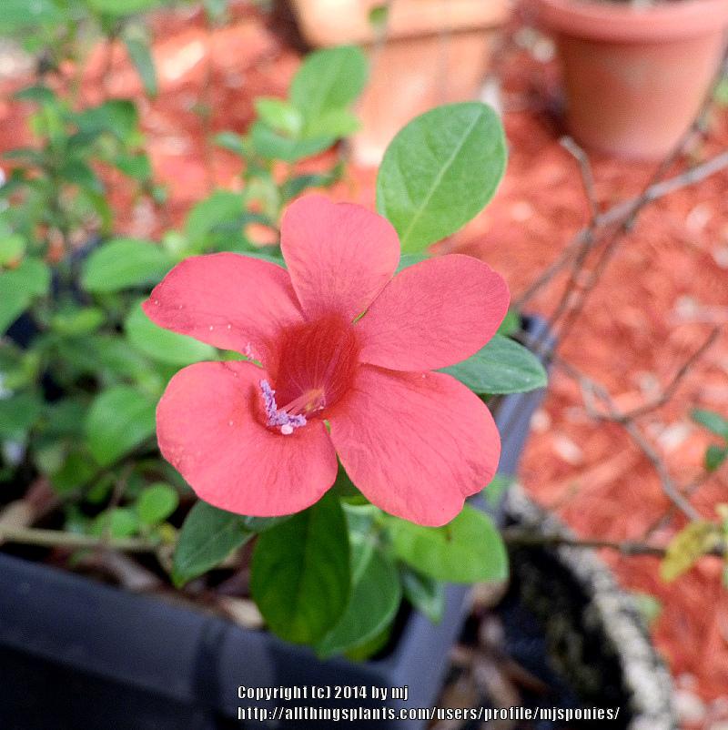 Photo of Coral-Creeper (Barleria repens) uploaded by mjsponies