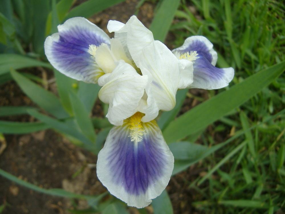 Photo of Standard Dwarf Bearded Iris (Iris 'Cosmos') uploaded by tveguy3