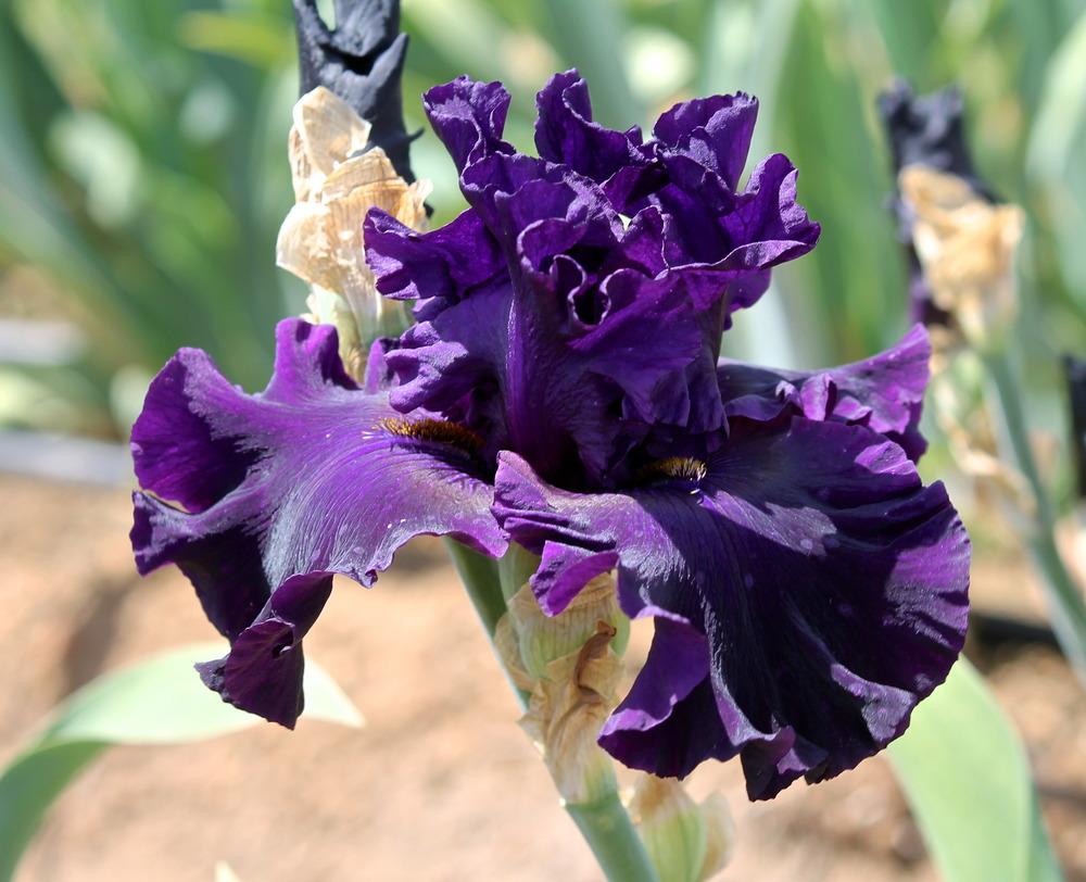 Photo of Tall Bearded Iris (Iris 'Stary Dzvonar') uploaded by ARUBA1334