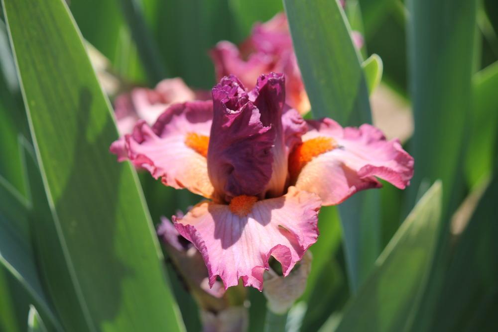 Photo of Border Bearded Iris (Iris 'Banded Rose') uploaded by ARUBA1334