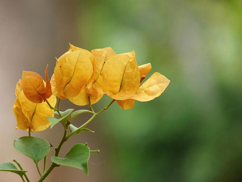 Photo of Paper Flower (Bougainvillea glabra) uploaded by Calif_Sue
