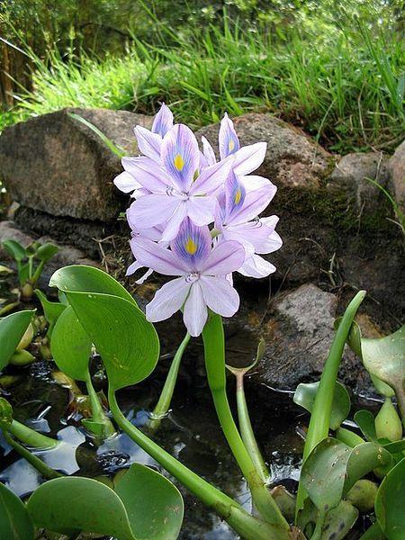 Photo of Water Hyacinth (Eichhornia crassipes) uploaded by Calif_Sue