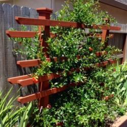 Location: In backyard garden, Elk Grove, CA
Date: 2014-5-16
Yes, you can train a pomegranate as a espalier.  Small spaces req