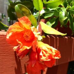 Location: In backyard garden, Elk Grove, CA
Date: 2014-5-16
Beautiful bloom.  Hopefully turn