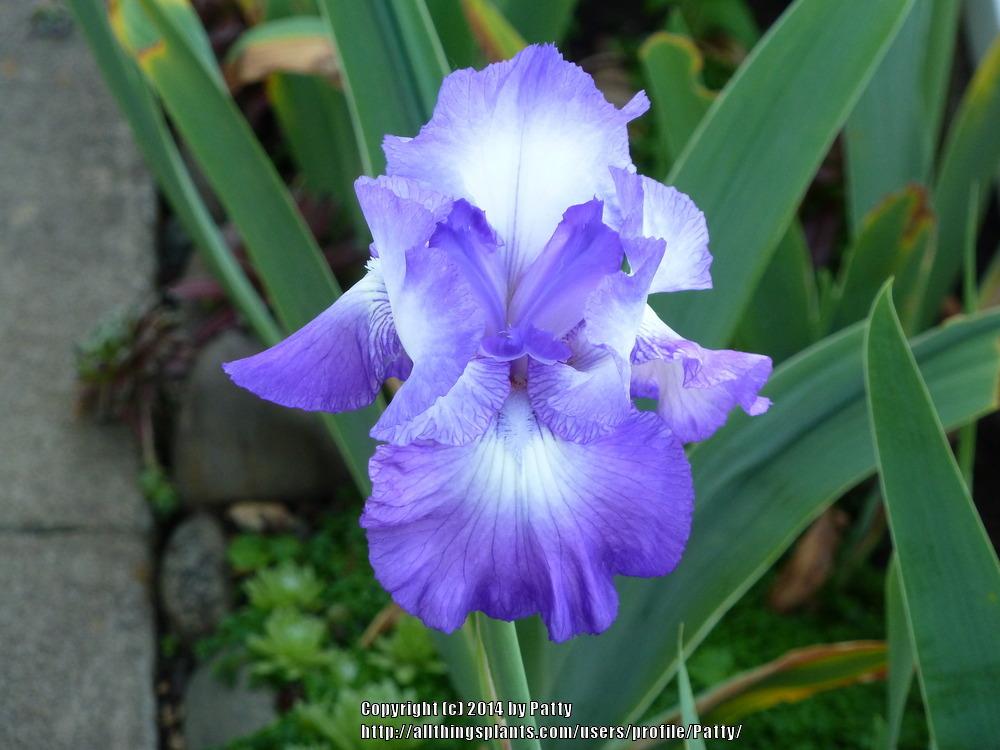 Photo of Tall Bearded Iris (Iris 'Diamond Lake') uploaded by Patty