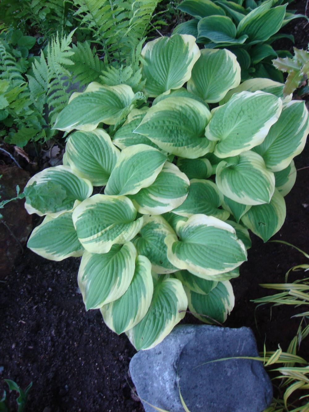 Photo of Hosta 'Lakeside April Snow' uploaded by Paul2032
