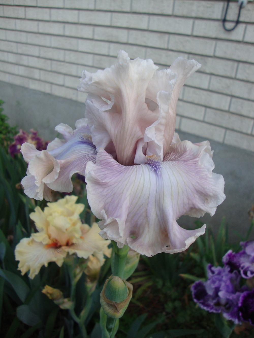 Photo of Tall Bearded Iris (Iris 'Friendly Advice') uploaded by Paul2032