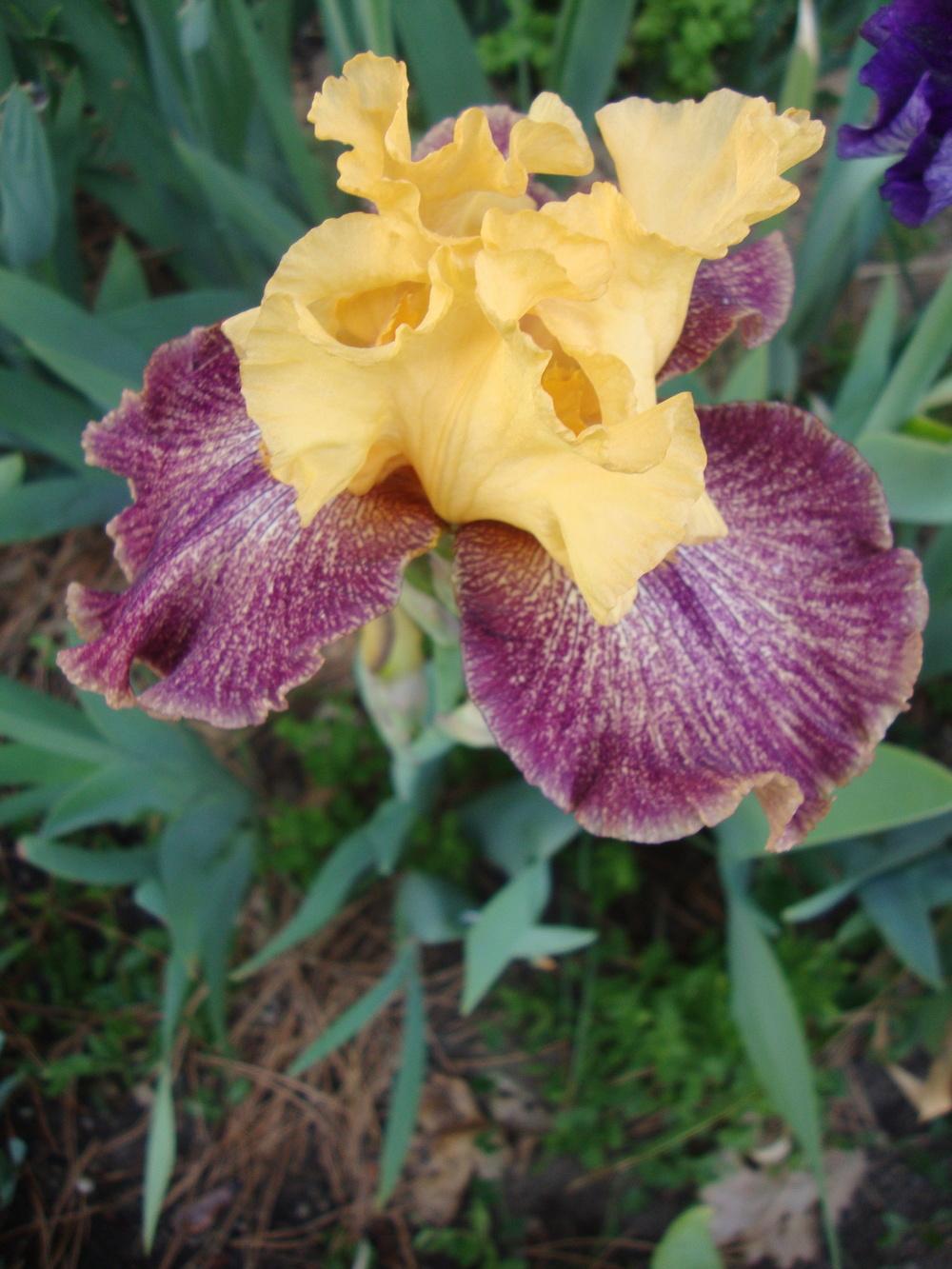 Photo of Tall Bearded Iris (Iris 'Octopi Pi') uploaded by Paul2032