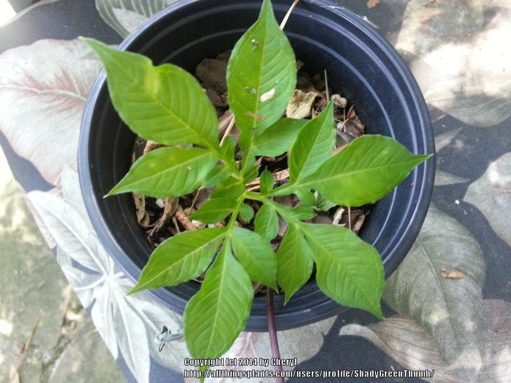 Photo of Voodoo Lily (Amorphophallus konjac) uploaded by ShadyGreenThumb