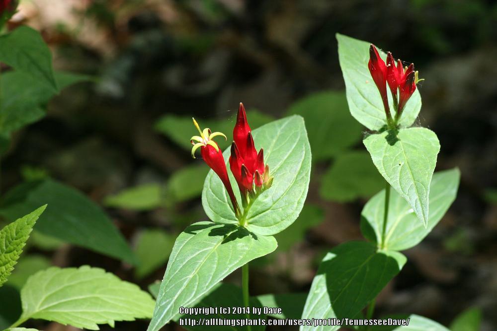 Photo of Indian Pink (Spigelia marilandica) uploaded by TennesseeDave