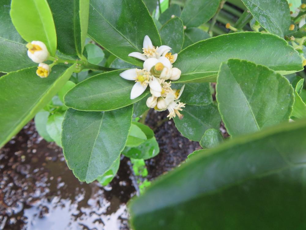 Photo of Key Lime (Citrus x aurantiifolia) uploaded by lisam0313