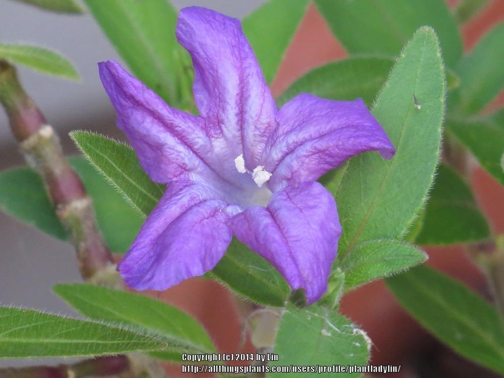 Photo of Wild Petunia (Ruellia humilis) uploaded by plantladylin