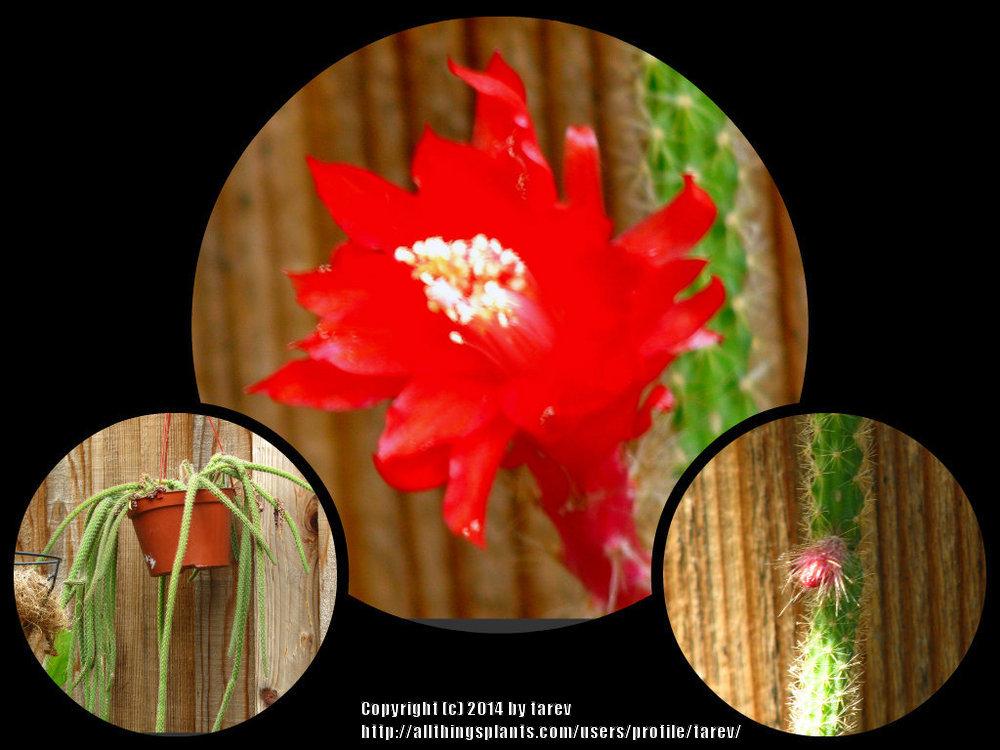Photo of Rattail Cactus (Aporocactus flagelliformis) uploaded by tarev
