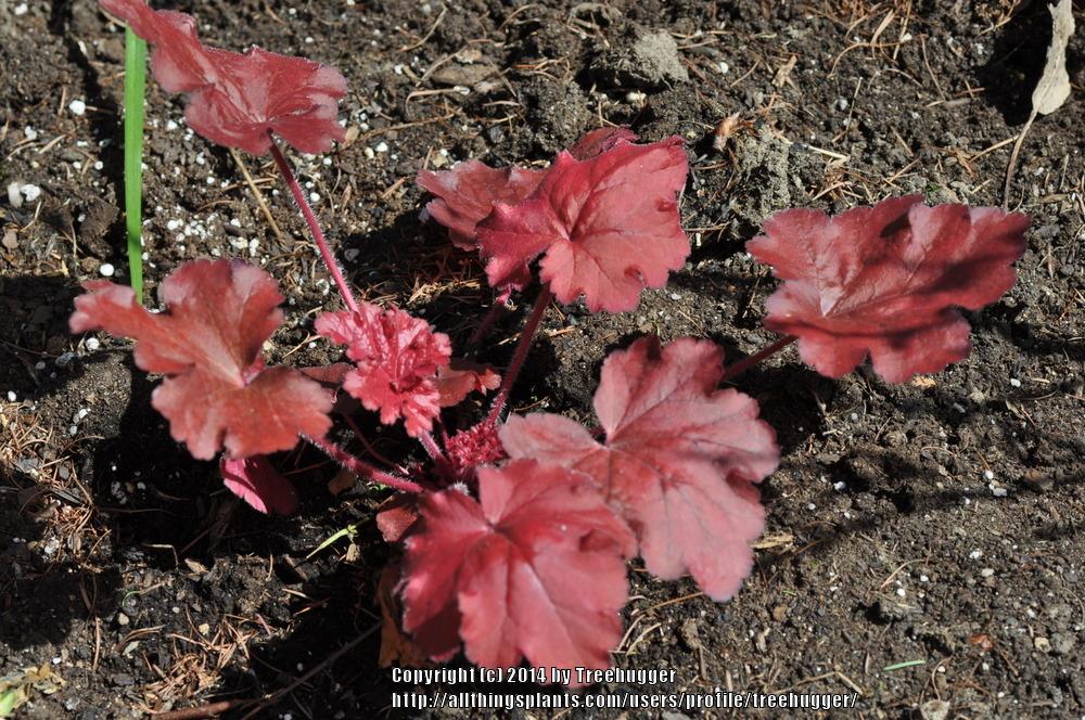 Photo of Coral Bells (Heuchera 'Fire Alarm') uploaded by treehugger