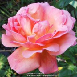 Location: In my Northern California garden
Date: 2014-05-07