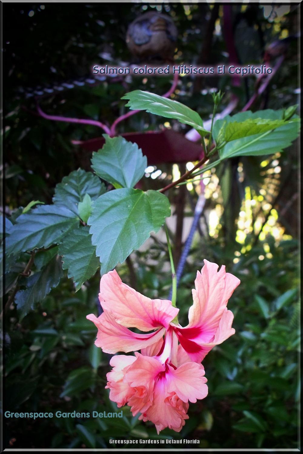 Photo of Tropical Hibiscus (Hibiscus rosa-sinensis 'El Capitolio Peach') uploaded by DavidofDeLand