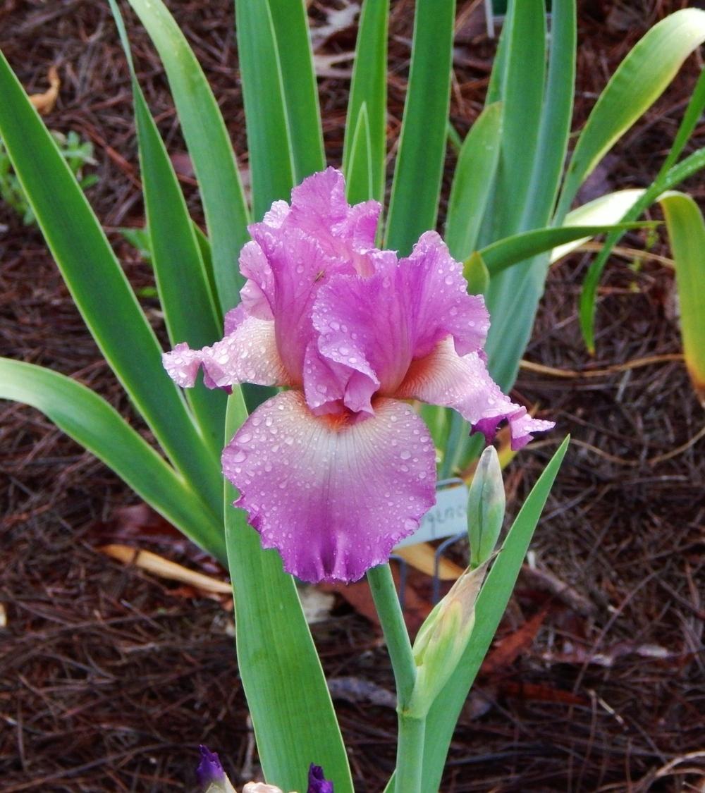 Photo of Tall Bearded Iris (Iris 'Ever So Lovely') uploaded by SheilaC