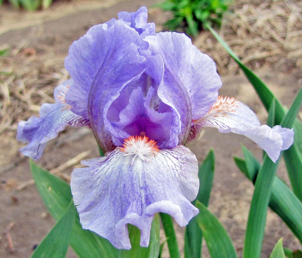 Photo of Standard Dwarf Bearded Iris (Iris 'Gal Pal') uploaded by TBGDN