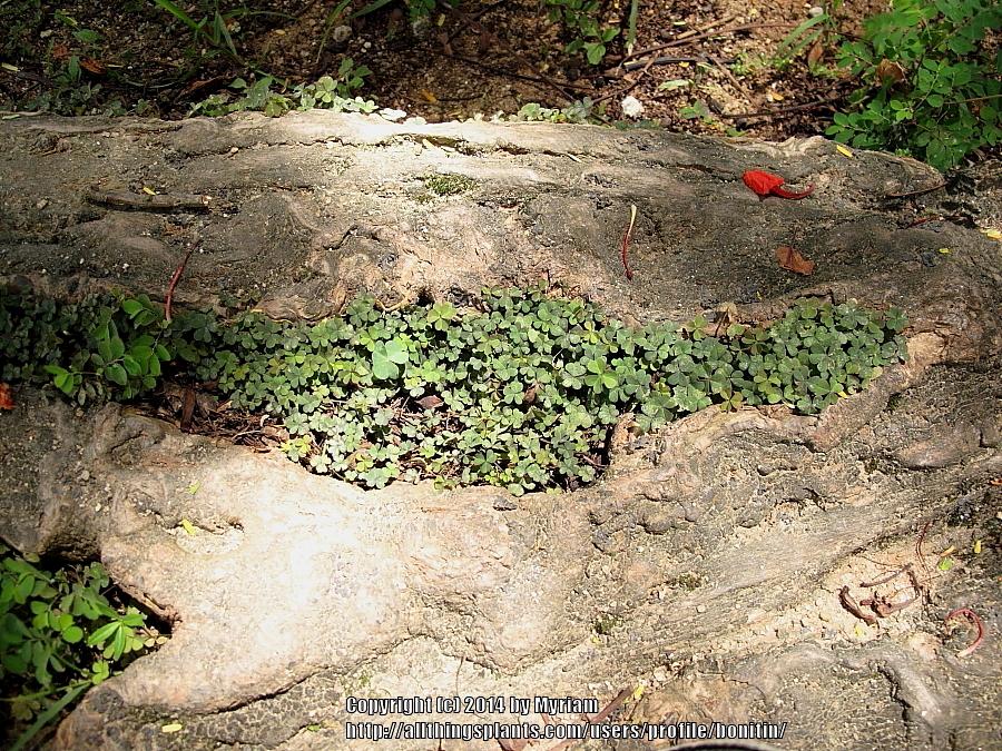 Photo of Creeping Wood Sorrel (Oxalis corniculata) uploaded by bonitin
