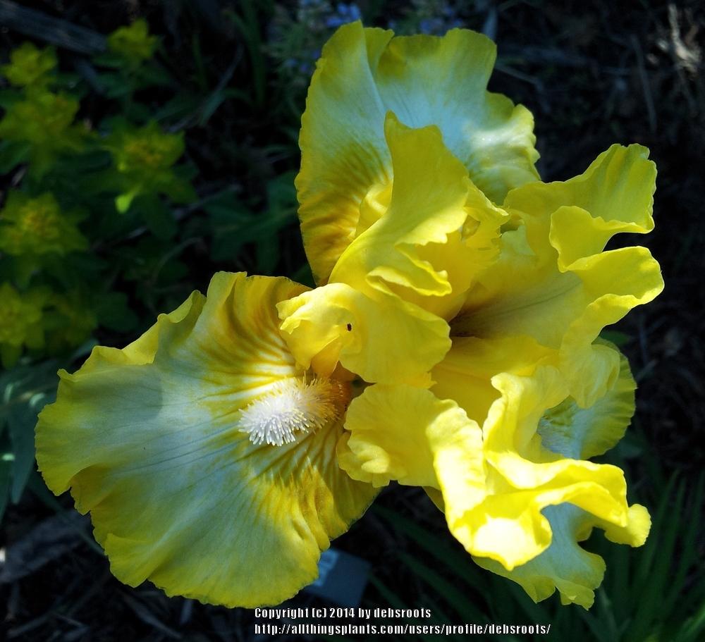 Photo of Intermediate Bearded Iris (Iris 'Glimmer Boy') uploaded by debsroots