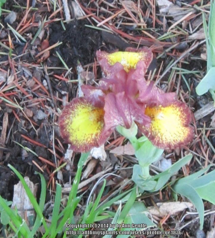 Photo of Standard Dwarf Bearded Iris (Iris 'Tremors') uploaded by ge1836