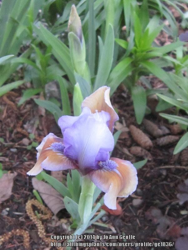 Photo of Standard Dwarf Bearded Iris (Iris 'Blueberry Tart') uploaded by ge1836