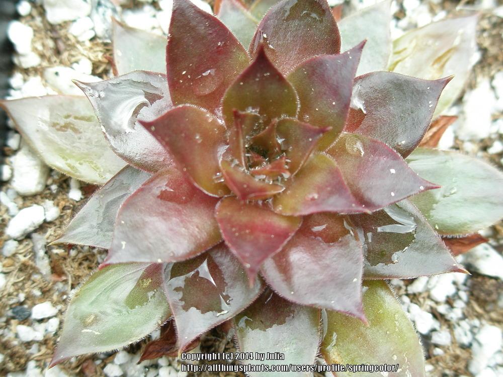 Photo of Hen and Chicks (Sempervivum marmoreum 'Chocolate') uploaded by springcolor