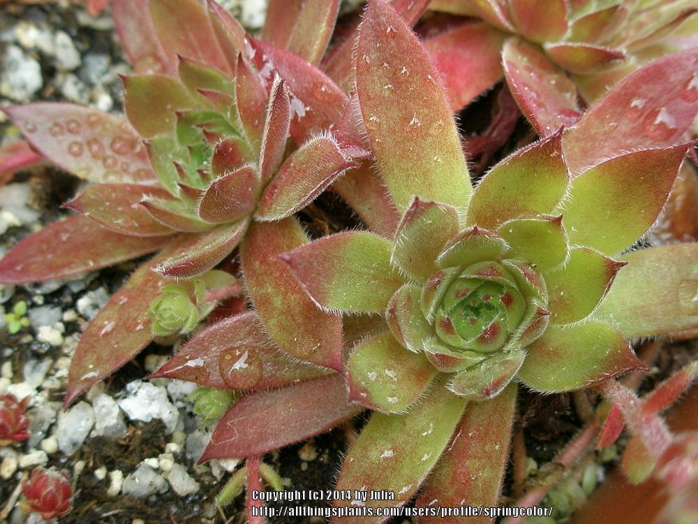 Photo of Hen and Chicks (Sempervivum 'Ronny') uploaded by springcolor