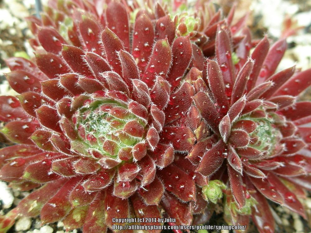 Photo of Hen and Chicks (Sempervivum 'Pax') uploaded by springcolor
