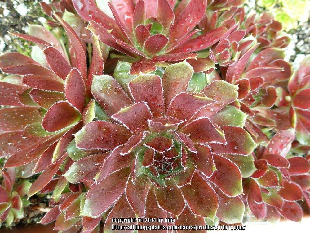 Photo of Hen and chicks (Sempervivum 'More Honey') uploaded by springcolor