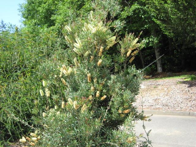 Photo of Lemon Bottlebrush (Melaleuca pallida) uploaded by wcgypsy