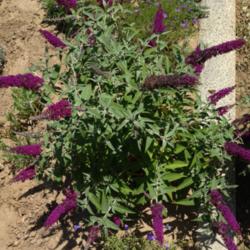 Location: Hamilton Square Perennial Garden, Historic City Cemetery, Sacramento CA.
Date: 2014-05-13
Two years old and two feet tall. These small Buddleja are an easy