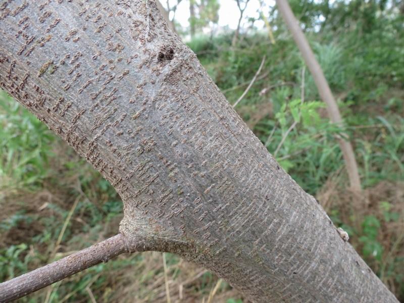 Photo of Lead Tree (Leucaena leucocephala) uploaded by Horntoad