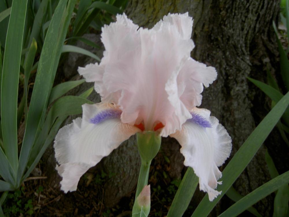 Photo of Tall Bearded Iris (Iris 'Holly Lane') uploaded by Muddymitts