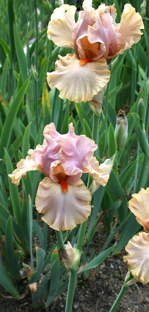 Photo of Border Bearded Iris (Iris 'Bundle of Love') uploaded by Pwinget