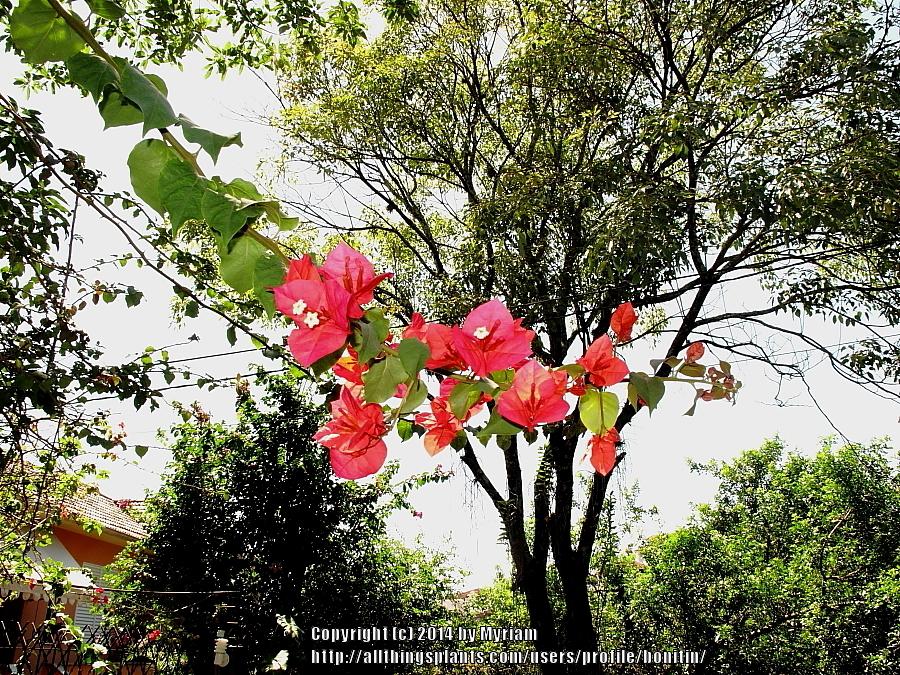 Photo of Bougainvillea 'San Miguel' uploaded by bonitin