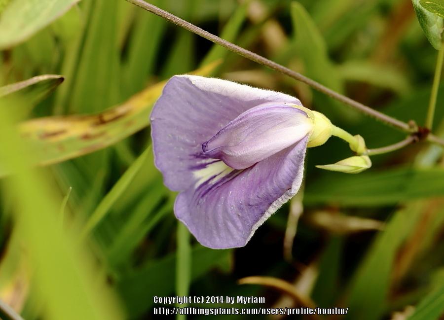 Photo of Spurred Butterfly Pea (Centrosema virginianum) uploaded by bonitin