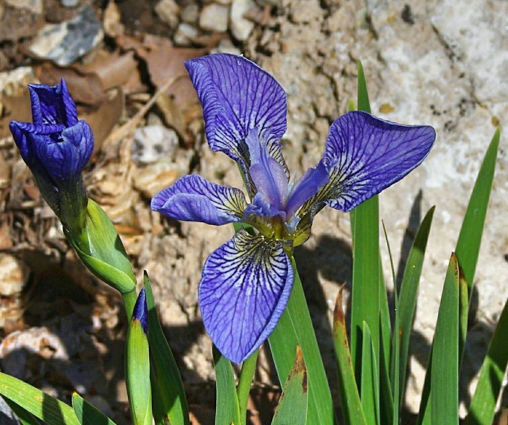 Photo of Species Iris (Iris setosa) uploaded by dirtdorphins