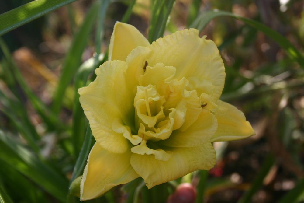 Photo of Daylily (Hemerocallis 'Cabbage Flower') uploaded by jon