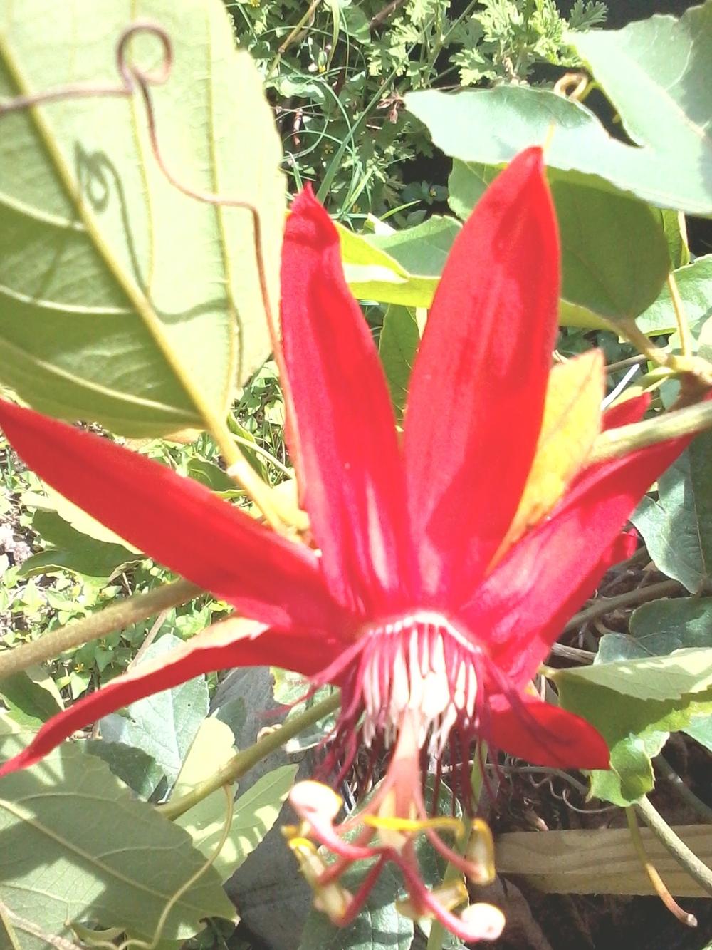 Photo of Red Passion Flower (Passiflora coccinea) uploaded by southernbelleMichell
