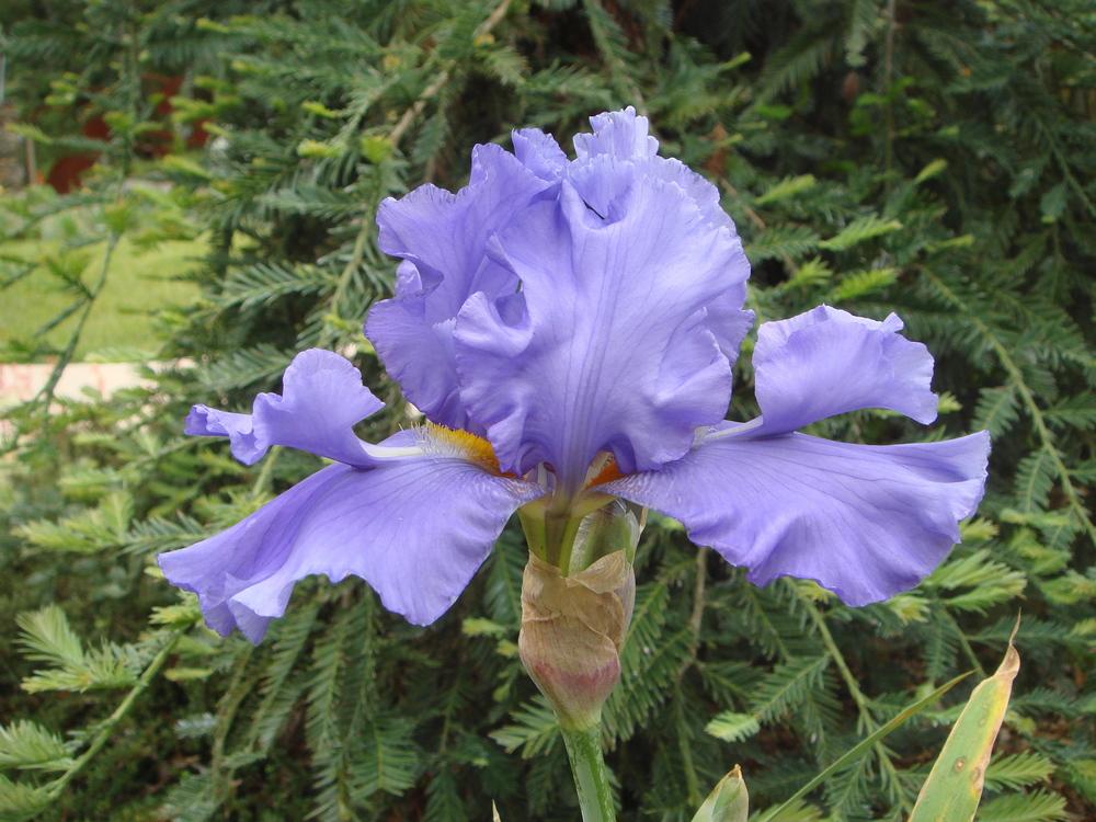 Photo of Tall Bearded Iris (Iris 'Special Feature') uploaded by Henhouse