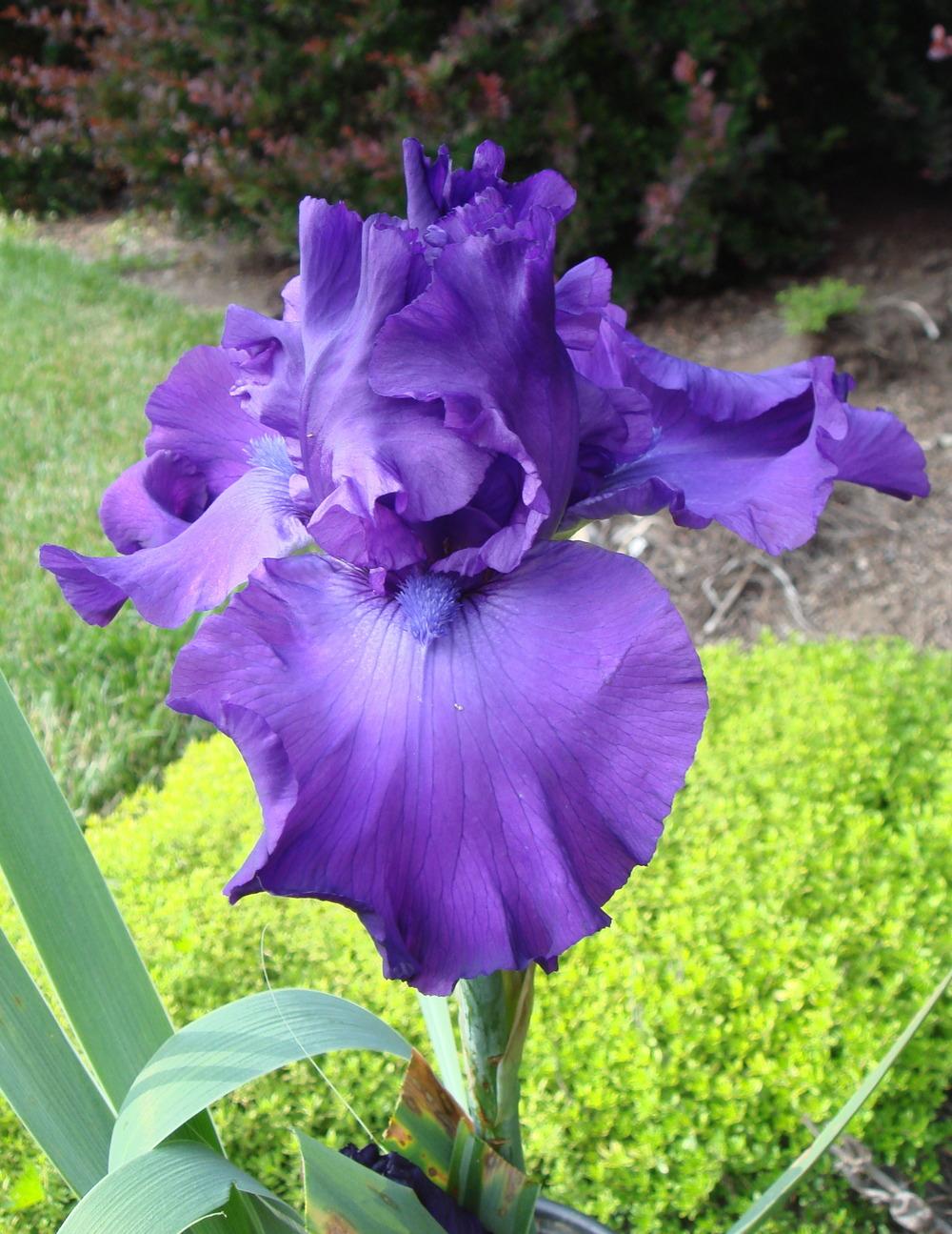 Photo of Tall Bearded Iris (Iris 'Bruce') uploaded by Henhouse