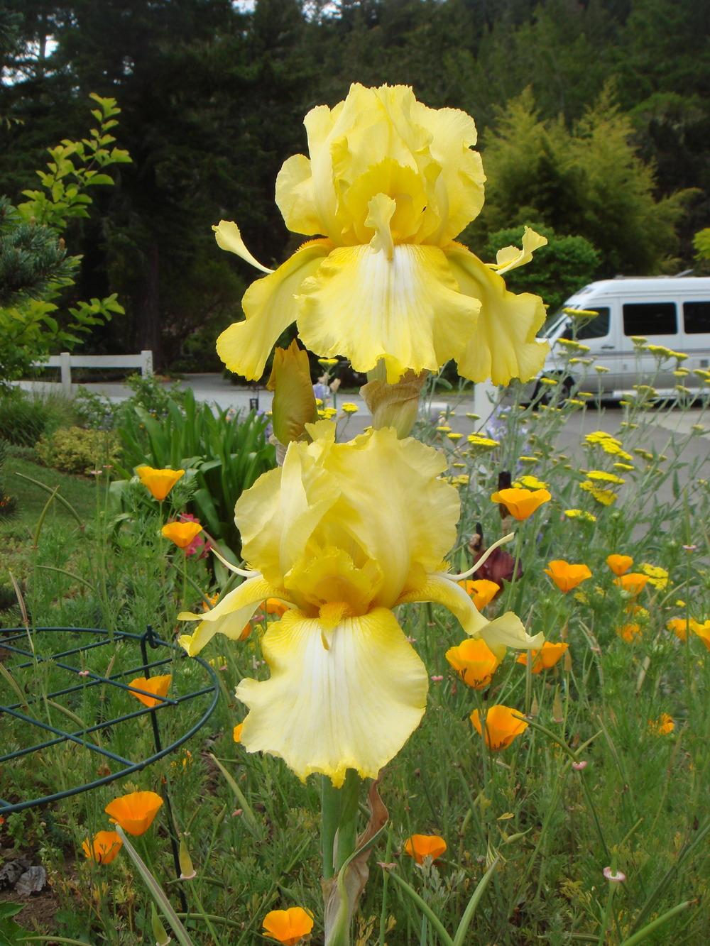 Photo of Tall Bearded Iris (Iris 'Spooned Blaze') uploaded by Henhouse