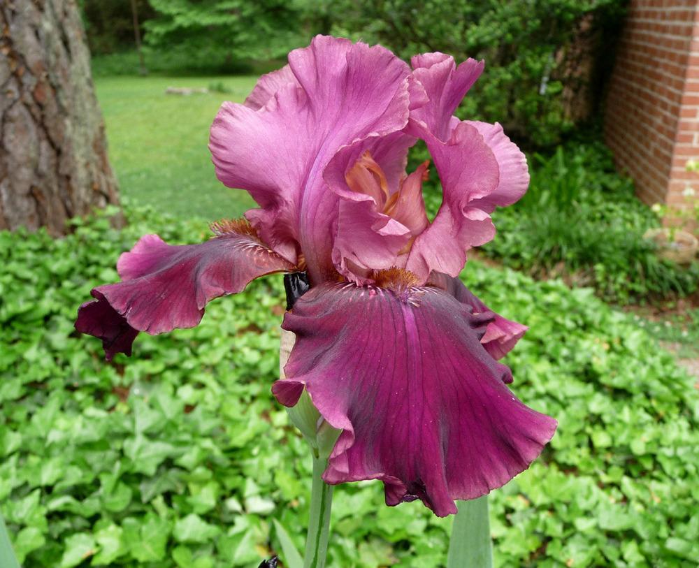 Photo of Tall Bearded Iris (Iris 'Medici Prince') uploaded by Lestv