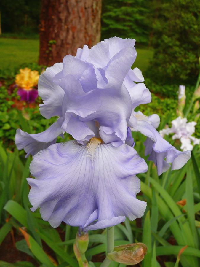 Photo of Tall Bearded Iris (Iris 'Monet's Blue') uploaded by Lestv