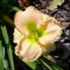 Photo Courtesy of Daylilies of Kenefick Used with Permission.