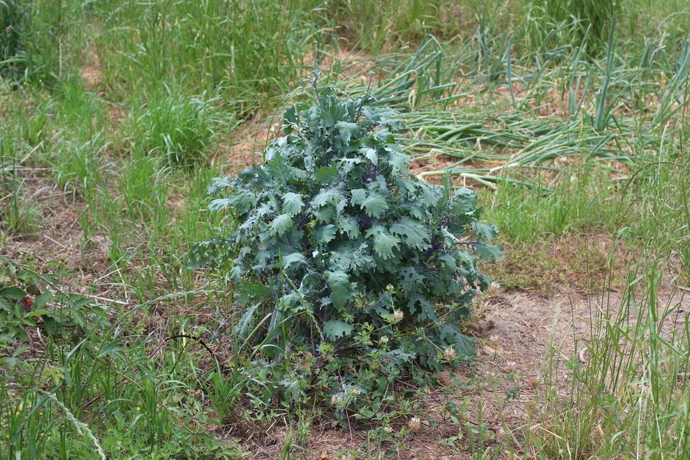 Photo of Siberian Kale (Brassica napus 'Red Russian') uploaded by dave
