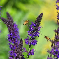Location: My Garden, Utah
Date: 2014-05-14
Bees! #Pollination